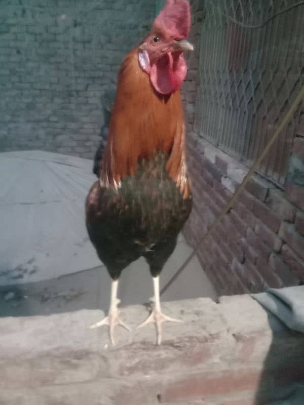 Golden desi murga for sale 4