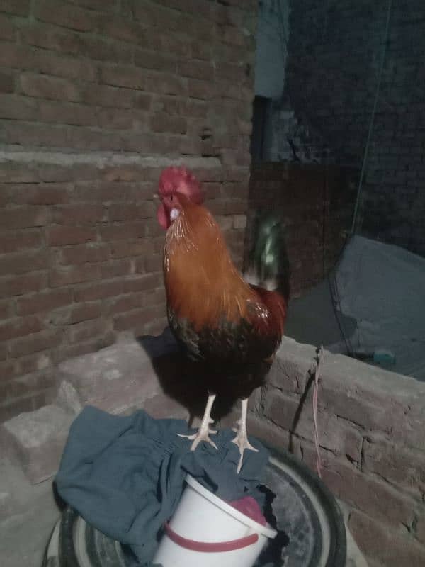 Golden desi murga for sale 5