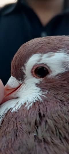 Fancy Pigeon for Sale