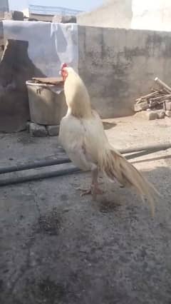 White boska Aseel Murgha for sale 03444859901