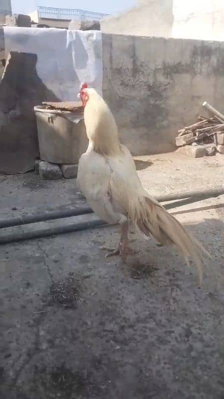 White boska Aseel Murgha for sale 03444859901 0