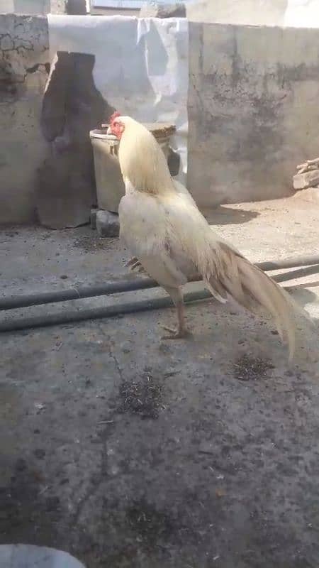 White boska Aseel Murgha for sale 03444859901 1