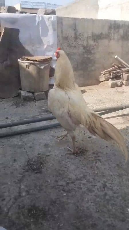 White boska Aseel Murgha for sale 03444859901 2