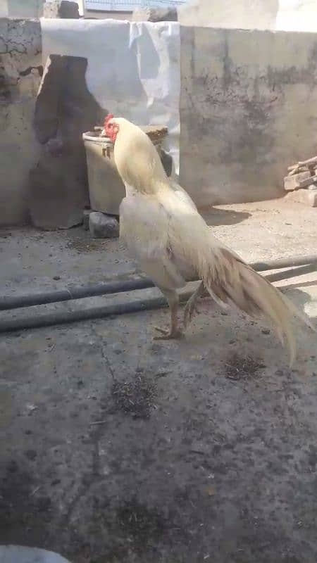 White boska Aseel Murgha for sale 03444859901 3