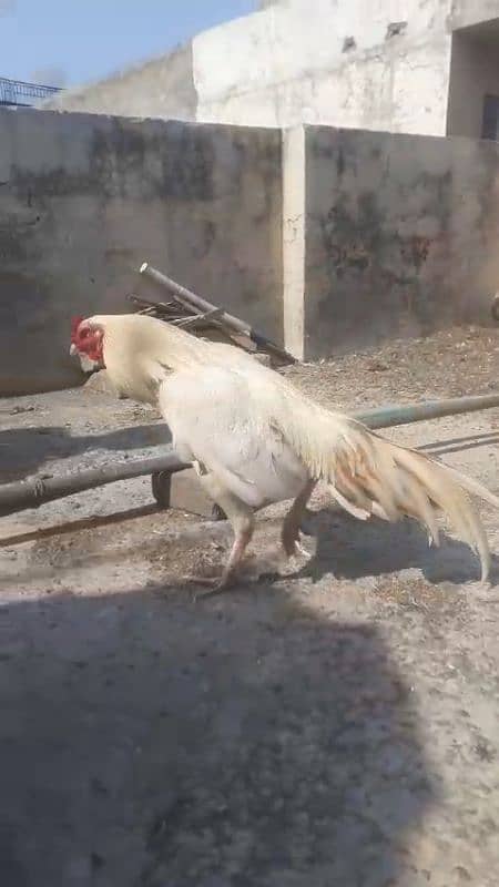 White boska Aseel Murgha for sale 03444859901 4