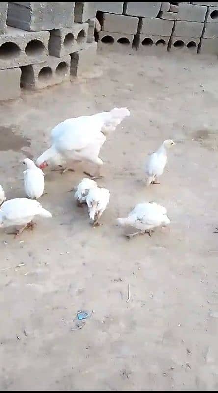 White boska Aseel Murgha for sale 03444859901 14