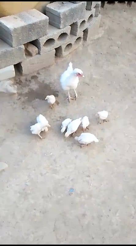 White boska Aseel Murgha for sale 03444859901 15