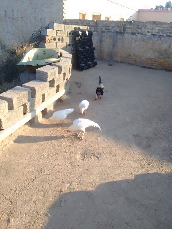 White boska Aseel Murgha for sale 03444859901 16