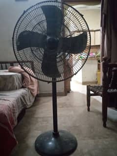 fan