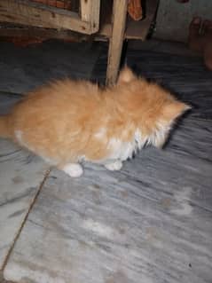 cat ko sale krna hain