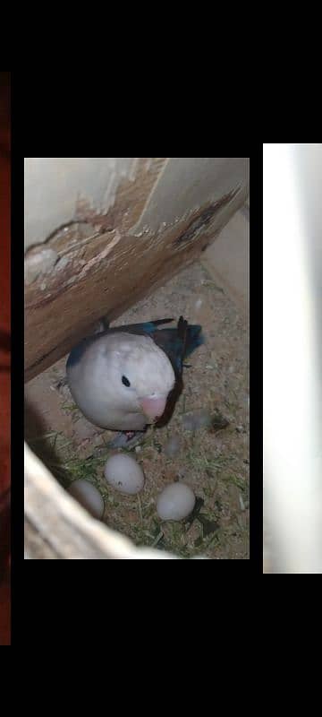 blue fisher split opline, lovebird Lutino redeyes, breeder pair eggs 1