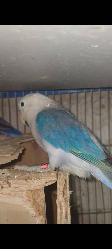 blue fisher split opline, lovebird Lutino redeyes, breeder pair eggs 2