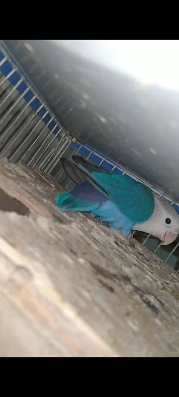 blue fisher split opline, lovebird Lutino redeyes, breeder pair eggs 3