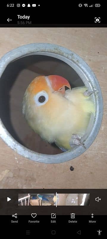 blue fisher split opline, lovebird Lutino redeyes, breeder pair eggs 5