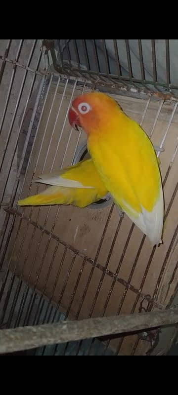 blue fisher split opline, lovebird Lutino redeyes, breeder pair eggs 6