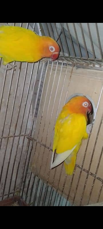 blue fisher split opline, lovebird Lutino redeyes, breeder pair eggs 7