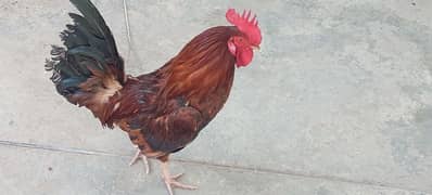 best cock golden breed