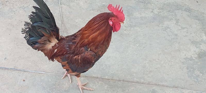 best cock golden breed 0