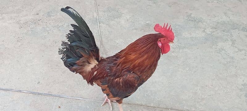 best cock golden breed 1