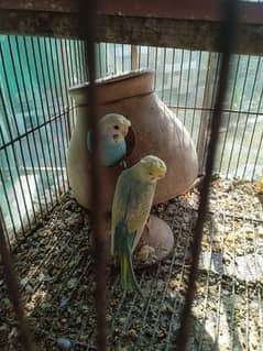 budgies