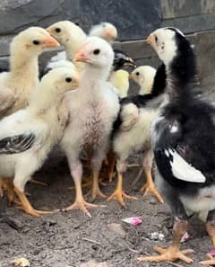 Shamo Chicks Availble for sale in Lahore