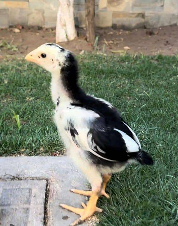 Shamo Chicks Availble for sale in Lahore 1