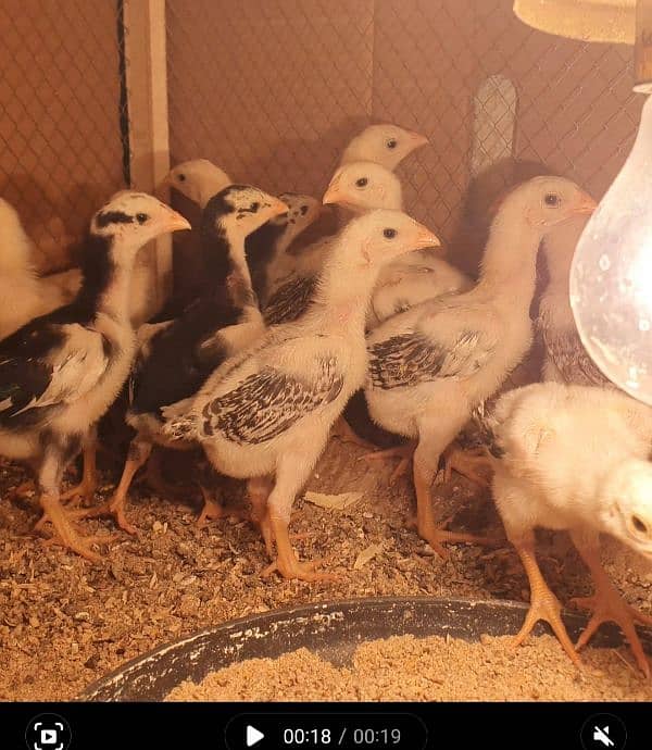 Shamo Chicks Availble for sale in Lahore 2