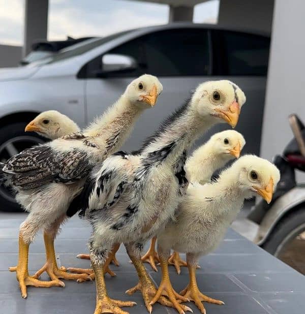 Shamo Chicks Availble for sale in Lahore 3