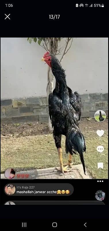 Shamo Chicks Availble for sale in Lahore 7