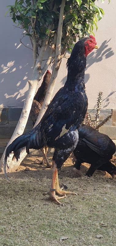 Shamo Chicks Availble for sale in Lahore 8