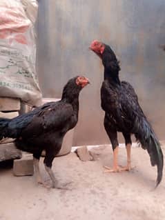 black O Shamu pair and hera aseel female 4 chicks