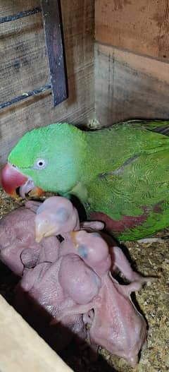 Kashmiri parrot | Greeen Parrot | parrot For sale