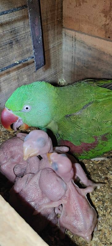 Kashmiri parrot | Greeen Parrot | parrot For sale 0