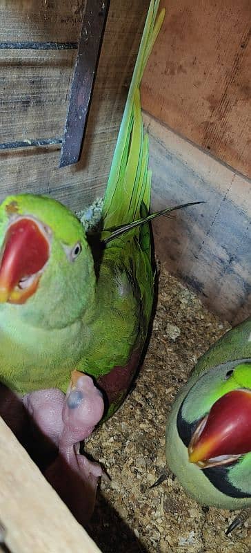 Kashmiri parrot | Greeen Parrot | parrot For sale 1