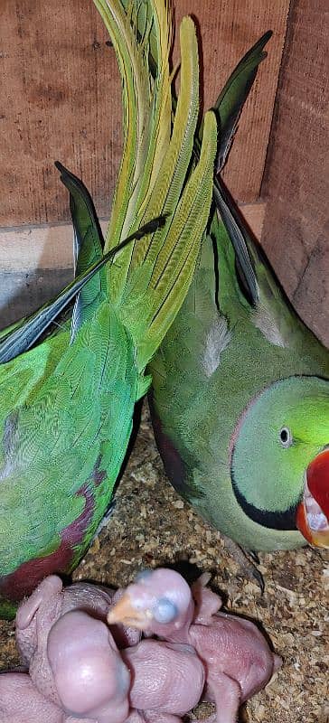 Kashmiri parrot | Greeen Parrot | parrot For sale 3