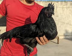 Aseel Murge or Ayam e Cemani