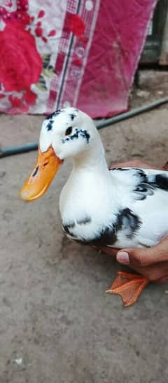 White Male Duck