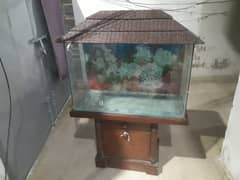 fish aquarium