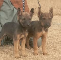 pure alsition bhagyari full security guard pair available for sale