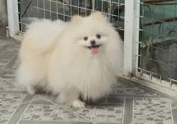 Pomeranian High Quality Puppies/Dogs/Fawn Color