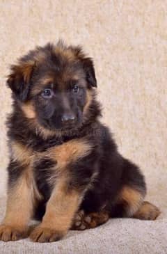 German shepherd triple coat 1 month baby