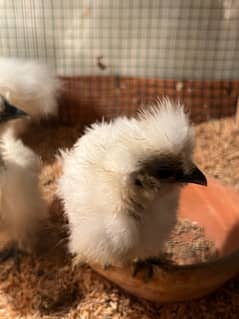 white silkie,white buff,polish and bantam chicks