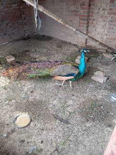 peacock male female and 1 male 1 year old