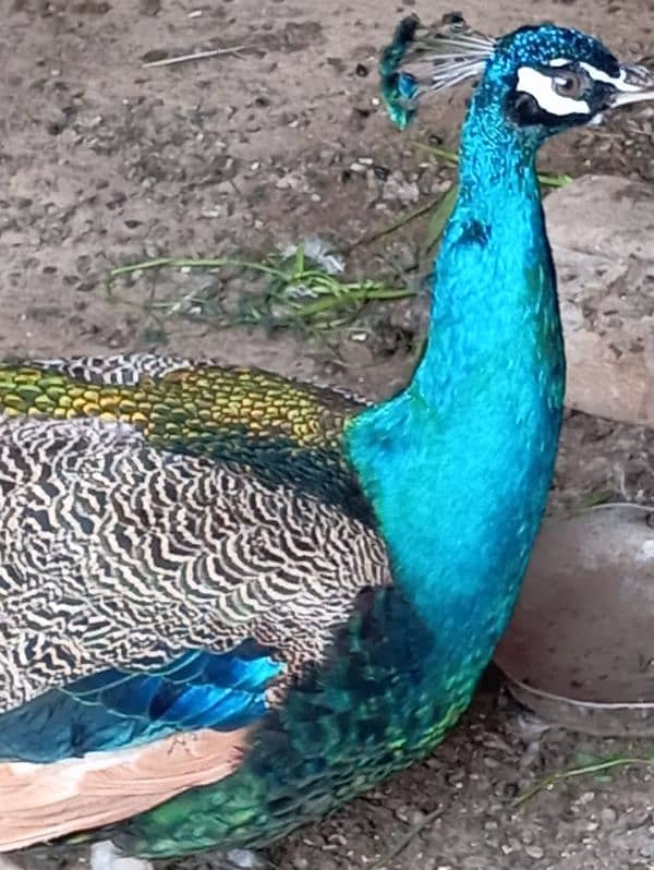 peacock male female and 1 male 1 year old 1