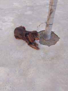 American Spaniel Dog