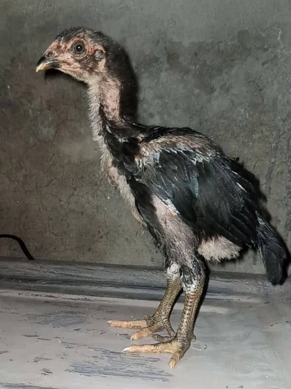 Thai male chick 03077109489 0