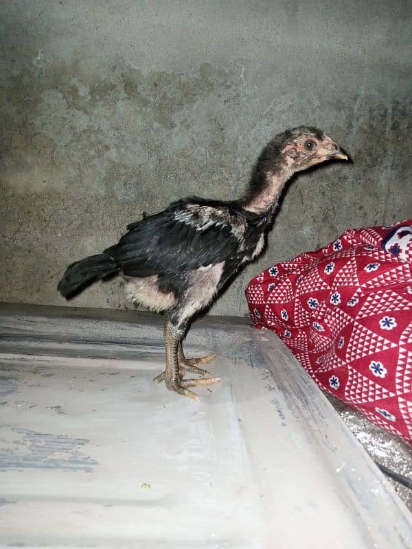 Thai male chick 03077109489 1