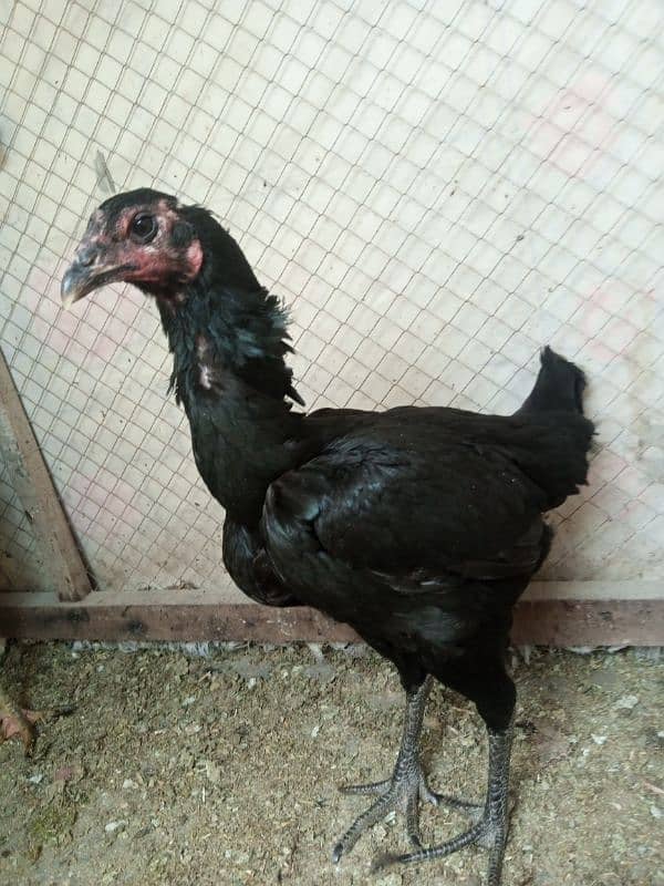 Thai male chick 03077109489 4