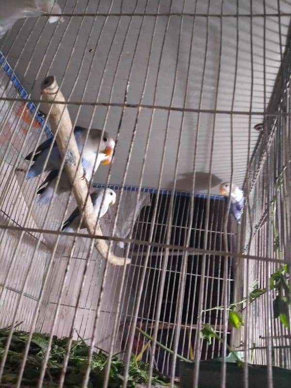 blue fisher split opline, lovebird Lutino redeyes, breeder pair eggs 9