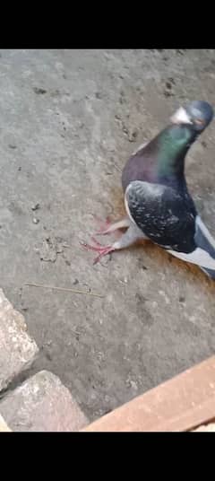 dulip pigeon